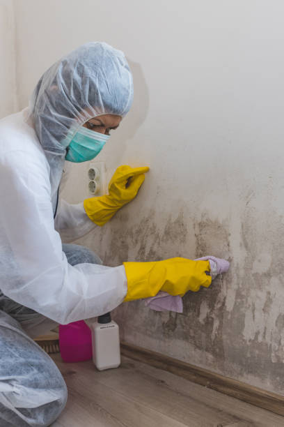 Best Real Estate Mold Inspection  in Mishawaka, IN