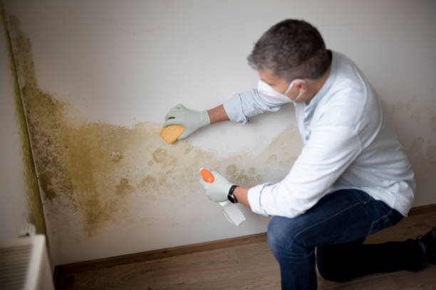 Best Comprehensive Air Testing for Mold Contaminants  in Mishawaka, IN