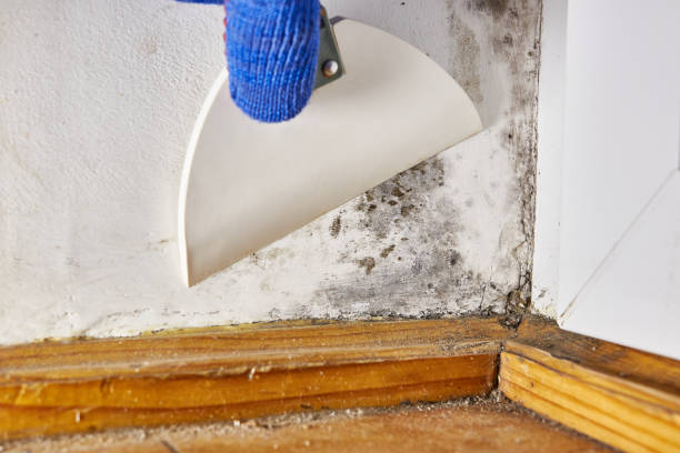 Best Mold Remediation for Healthcare Facilities  in Mishawaka, IN