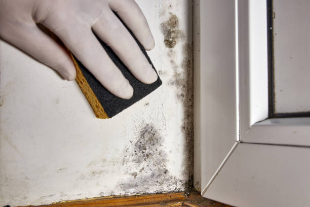Best Post-Remediation Verification Testing  in Mishawaka, IN